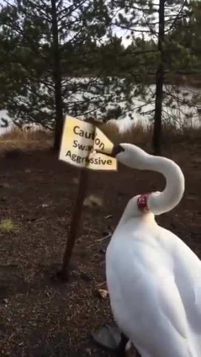 Sharon may have lost her cool on Frank and his new 20-something girlfriend... But she'd be damned if she'd let him bad mouth her at the children's school!