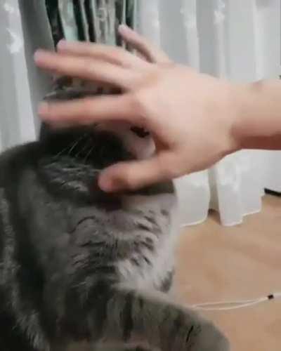 Cat loading reaction