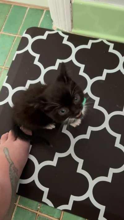 Oreo is demanding to be picked up