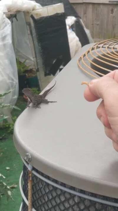 Hey Stringfellow, do you like mealworms?