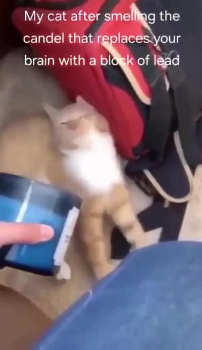 Cruel human uses candle with an ancient curse on a oblivous wunkus