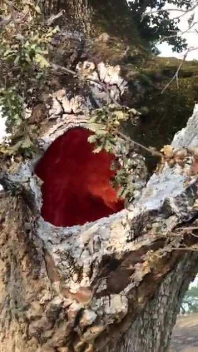 Being out on the fire line from the fires that started due to the lighting in the Bay Area you get to see some pretty interesting things. Definitely a first for me.