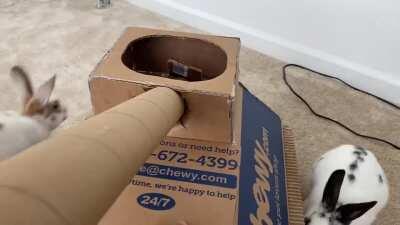 I made a tank out of a chewy box for my rabbits