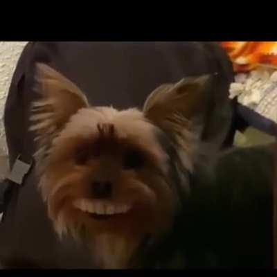 Thanks, I hate dogs with dentures