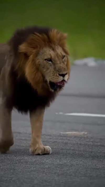A slow stroll across the airstrip for one of the Ndzhengas, busy with a scan and a patrol, owning every inch of ground beneath his paws.