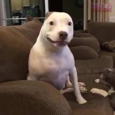 Gays check out my new doggy I got from the shelter. Her name is Pancake and she’s smiling 🥺