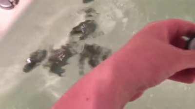 My sink every time I have a bath, and pull the plug. It makes a massive mess so fu-