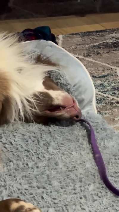 2 year old’s Birthday blop