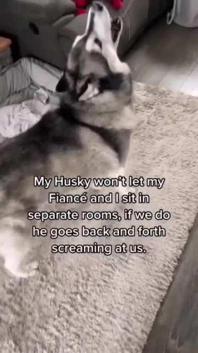 THE PACK MUST BE UNITED, MOM