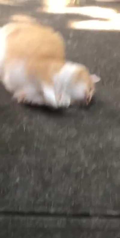 Sorry for my camera skills