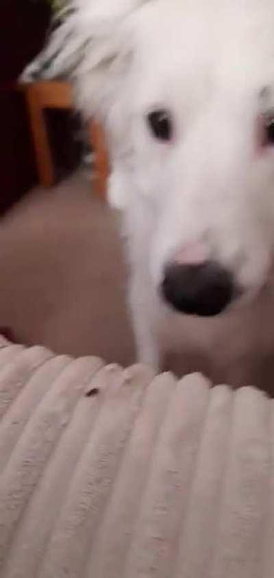 This is Maggie. See that piece of fluff she gave me? She wants me to throw it for her.