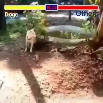 LFG!!! 💎🐾🚀🚀🚀