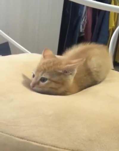 Kitten sinking into a memory foam pillow