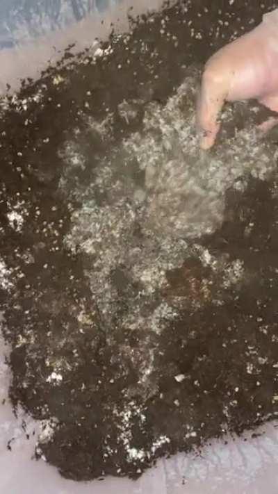 This bluish green contam totaled consumed my mycelium 😳😩