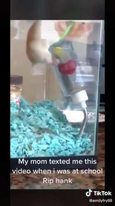 just an innocent little hampster climbing