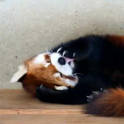 OMG extra Cuteness !!!