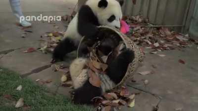 Pandas being jerks - this woman just trying to rake leaves