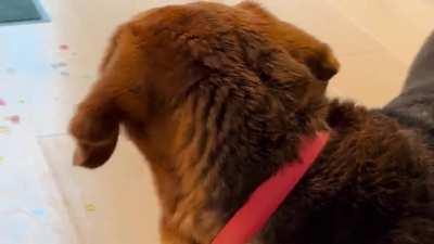 Is Timmy stuck in the well?