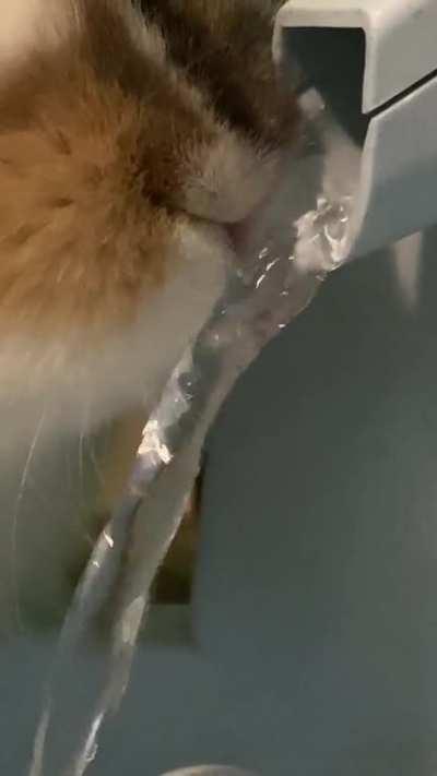 Bernie loves his fountain :)