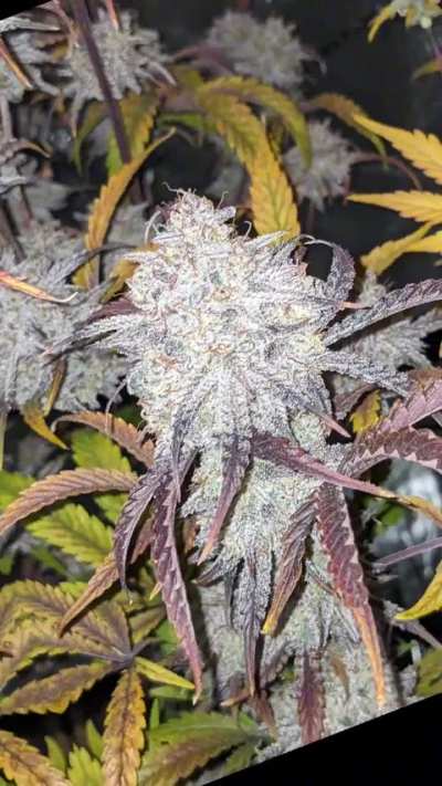 SMQR #2 Appreciation Video