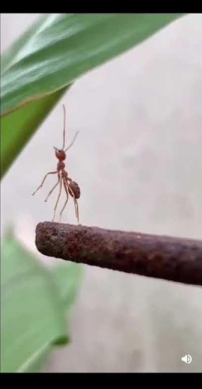 La vida de un buen Mujican@ promedio.