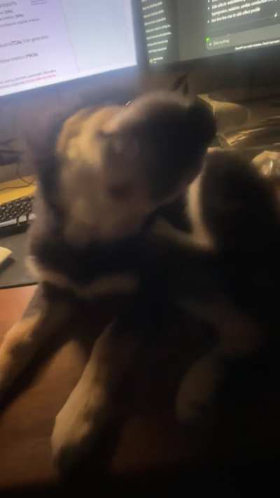 What the  is wrong with my pup