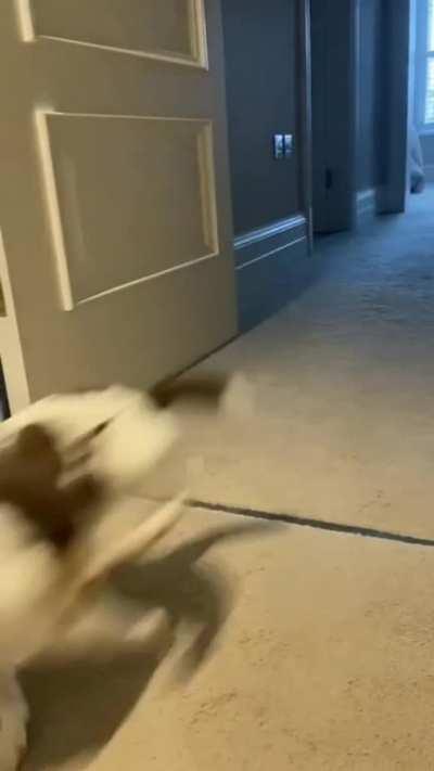 Jack Russells have SO. MUCH. ENERGY. 😂