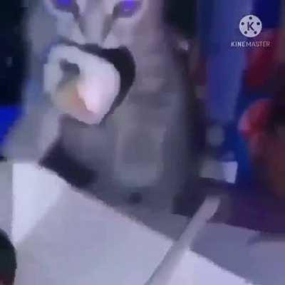 It serves you right for stealing sushi