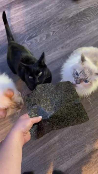 Cats eating nori