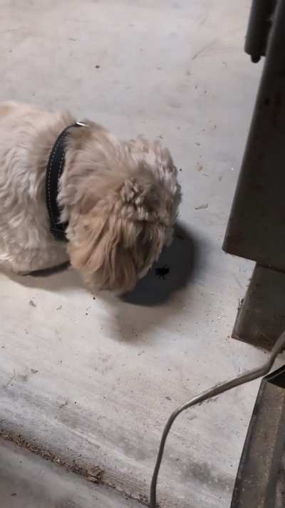 Dog was investigating a bee