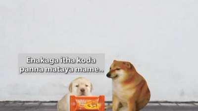 Dom't bemlieve perro