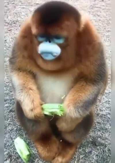 3rd time posting a golden snub nosed monkey you guys seem to like