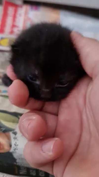 A smol black kittycat