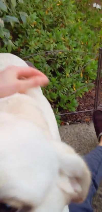 POV: attacked with affection