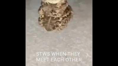 Yeah bro I guess it true