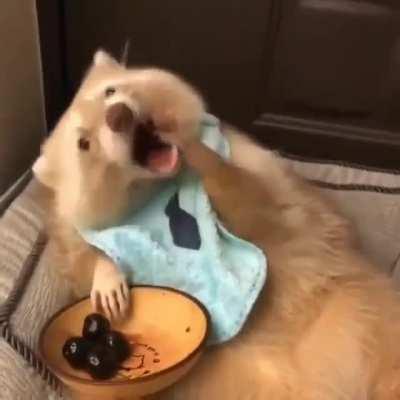 For anyone having a hard day, here’s a video of raccoon having a bowl of cherries to brighten your day