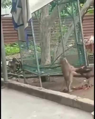 Tô torcendo pro macaquinho