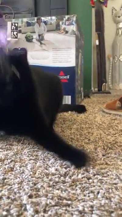 My “sweet” black Olive turned 1 today. I just wanted a cute picture