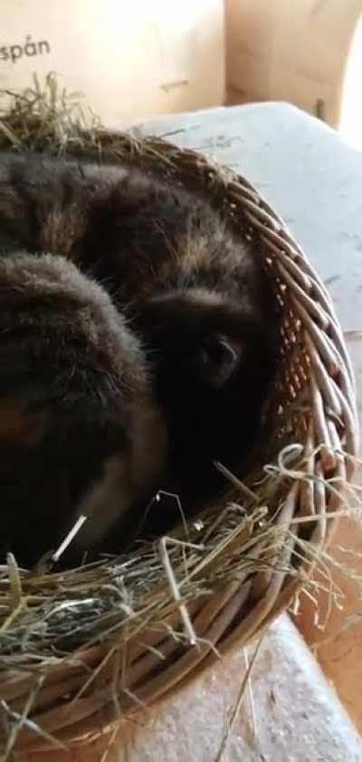 Waking up my deaf cat
