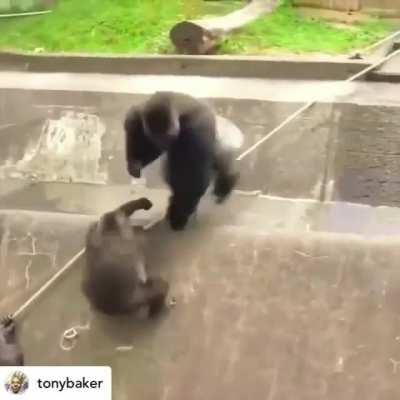 I'm the only gorilla