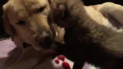 One month old cheetah cub is introduced to his companion dog
