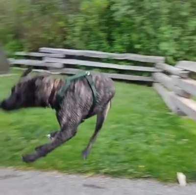 Какая грация