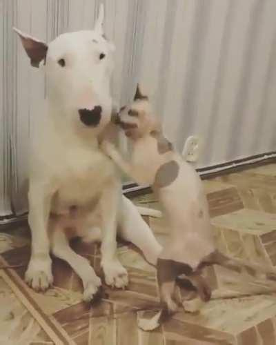 vIcIOUs BalD cat aTtacKs InNocENt Dog