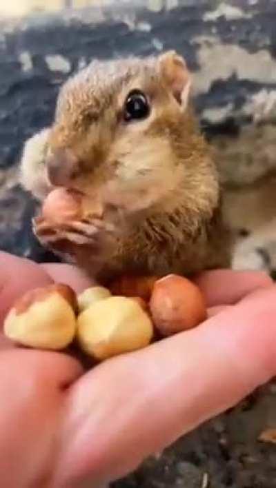 Feeding squishy is so cute! 🐿😍🥰