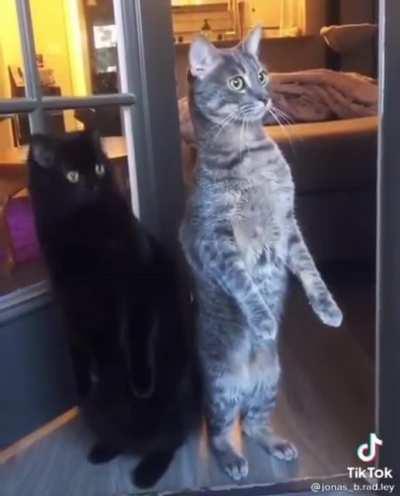 Cat.
