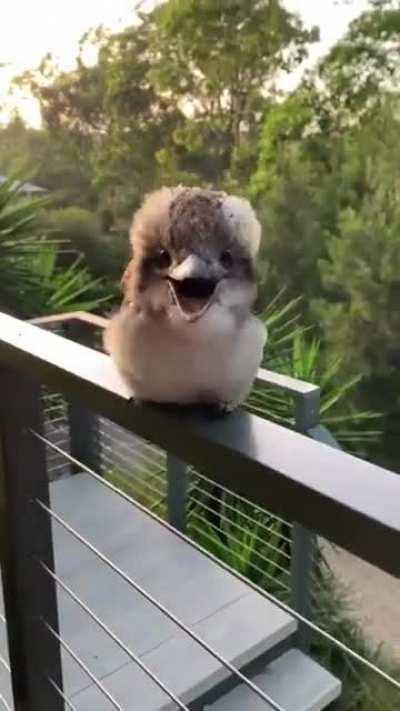 Baby Kookaburras may not be parrots but they sure are noisier than them 😅