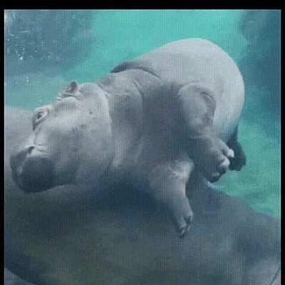 BaBy HiPpO bRuTaLlY mUrDeReD iN aQuAtIc HiT aNd RuN