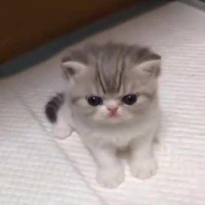 Dangerous Tiger tries to terrorise humanity with his roar.