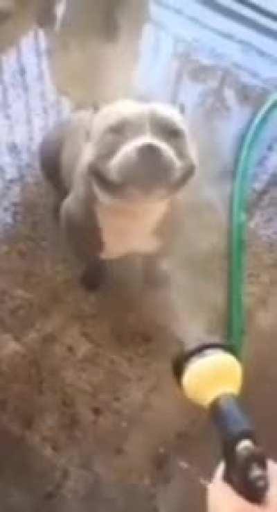 MaN brUtalLY ShoT a PooR DoG