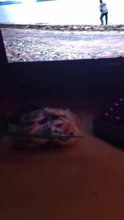 This is Luna. She likes to try to steal food when she thinks no one is looking.